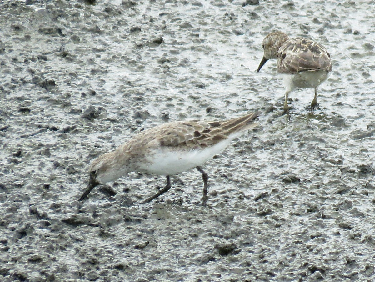 White-rumped Sandpiper - ML622684541