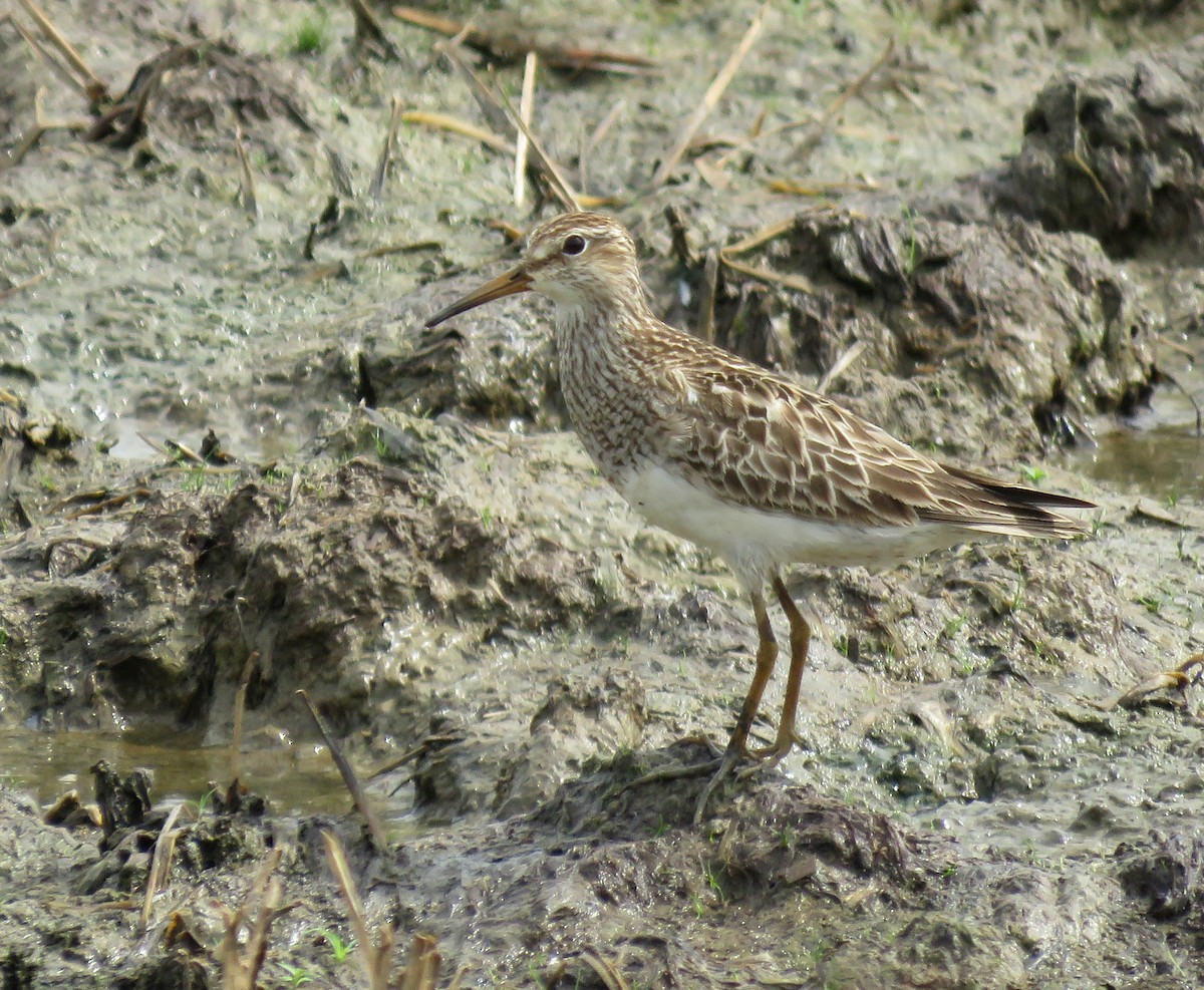 Pectoral Sandpiper - Iván Lau