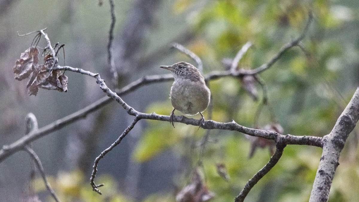 Northern House Wren (Northern) - ML622684550