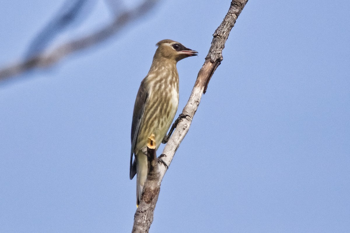 Cedar Waxwing - ML622684554