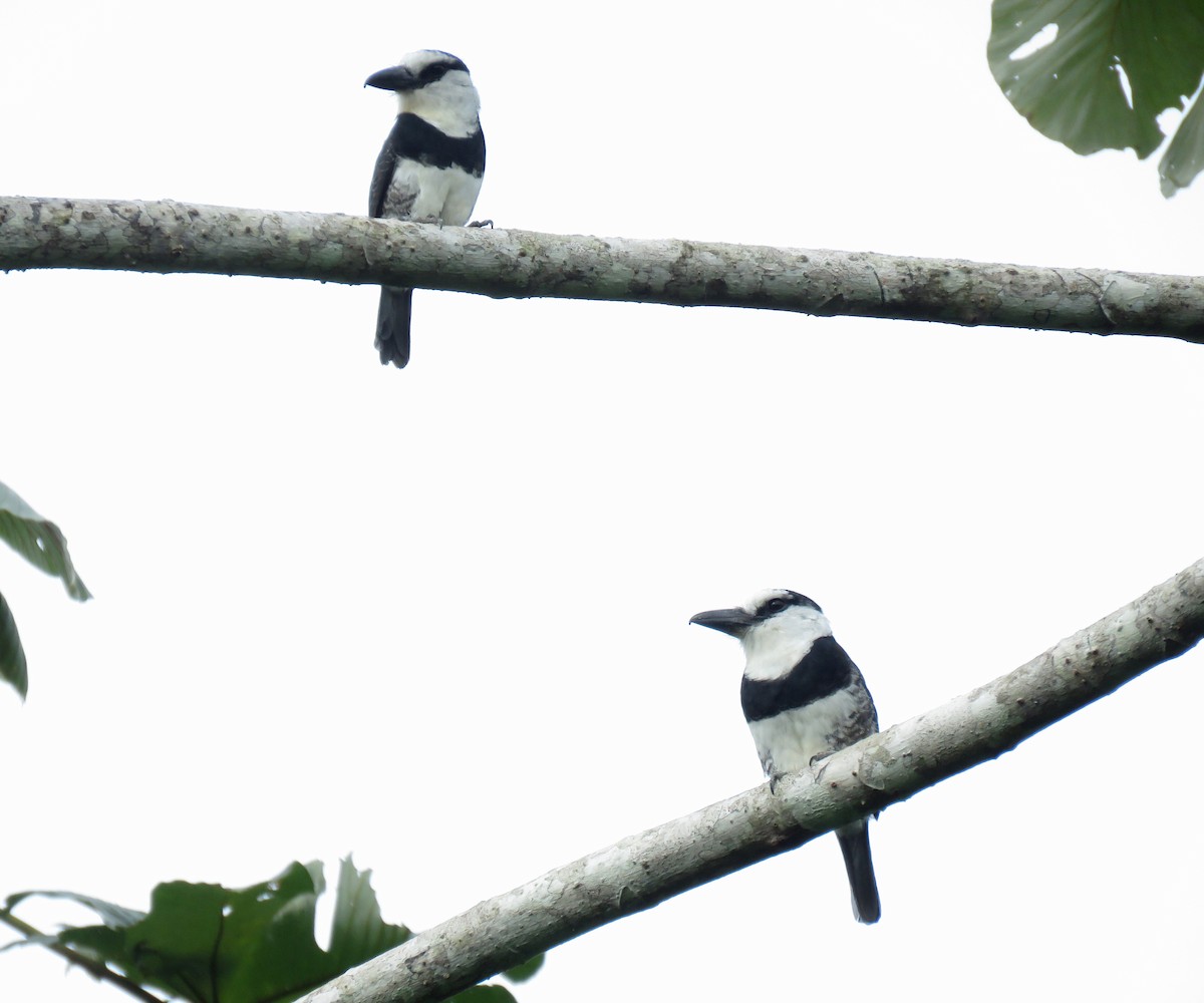 White-necked Puffbird - ML622684564