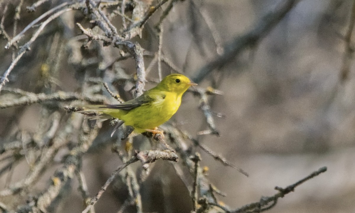 Wilson's Warbler - ML622684565