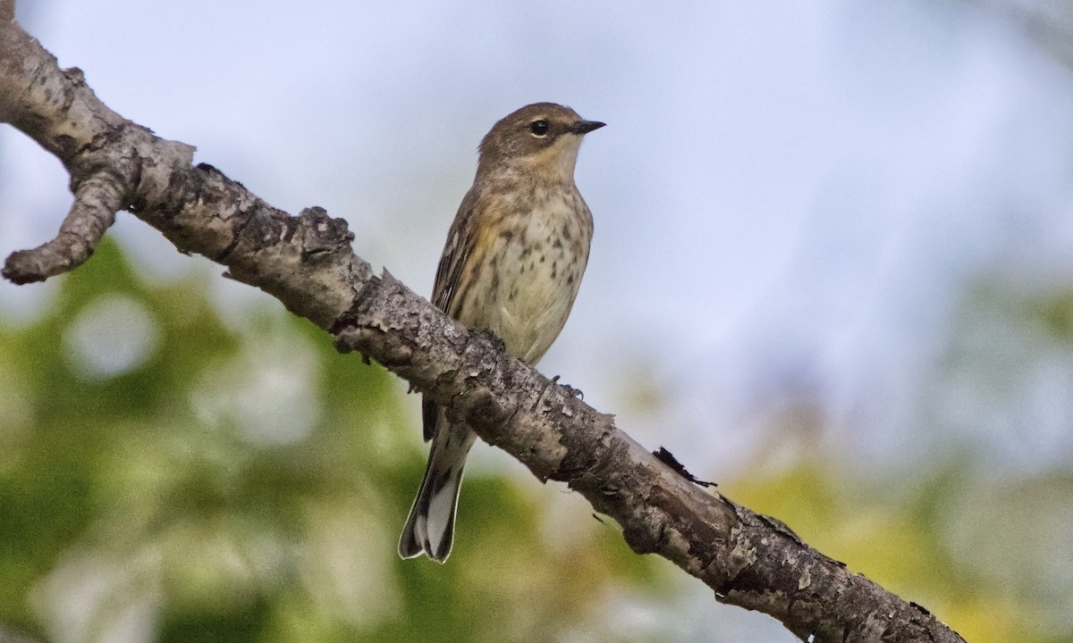 Yellow-rumped Warbler (Myrtle) - ML622684567