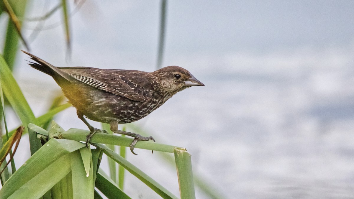 Red-winged Blackbird (Red-winged) - ML622684570
