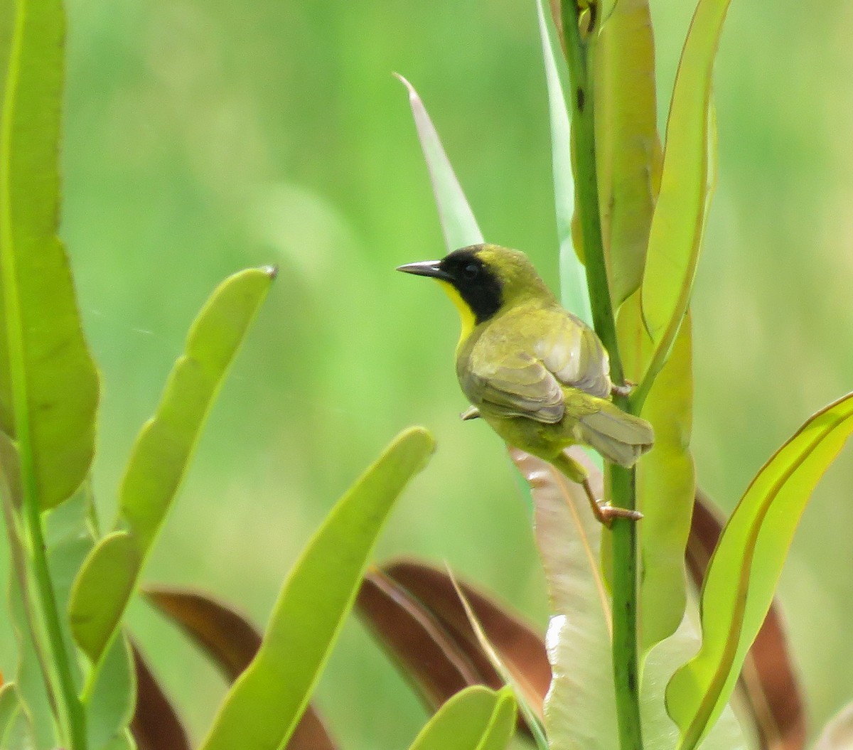 Olive-crowned Yellowthroat - ML622684602