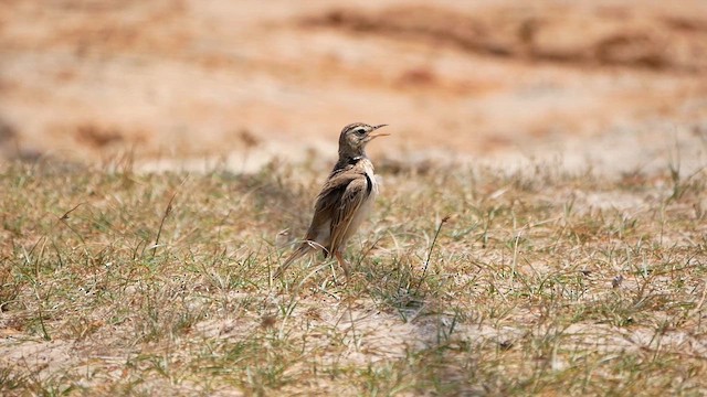 Paddyfield Pipit - ML622684631