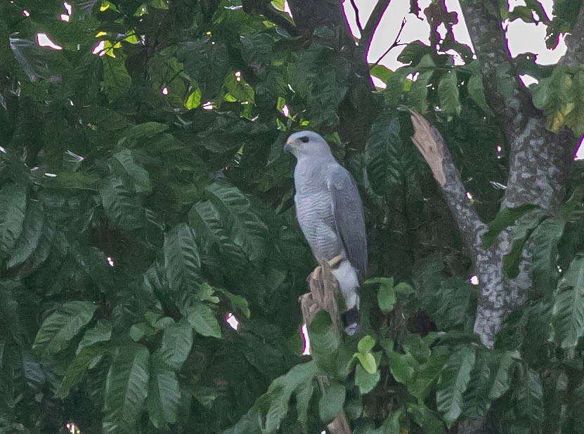 Buse cendrée - ML622684635