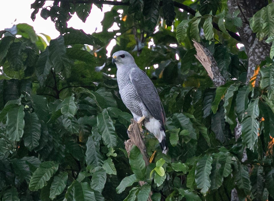 Buse cendrée - ML622684636