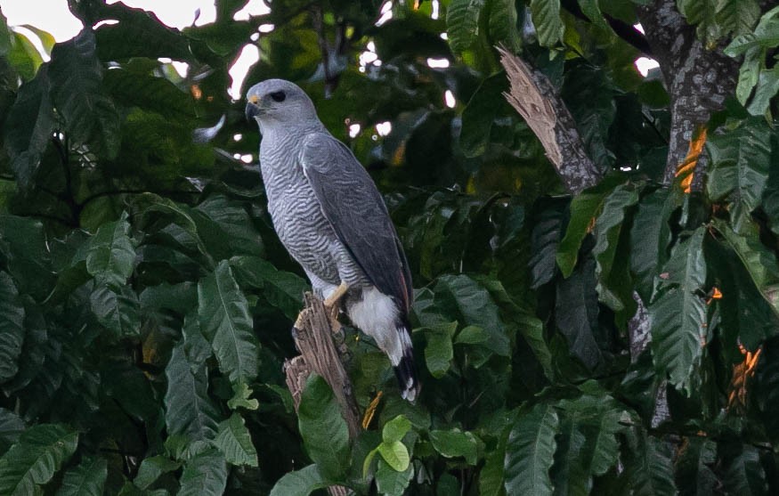 Buse cendrée - ML622684637