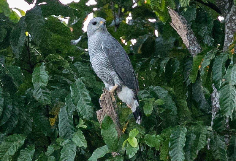 Buse cendrée - ML622684638