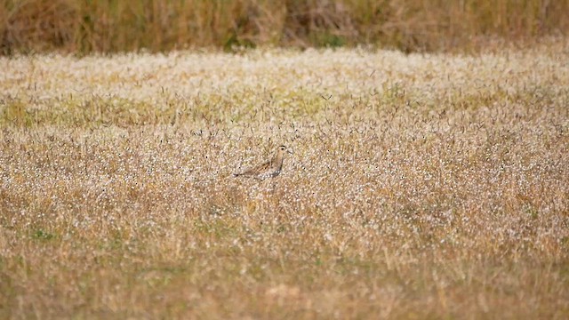 Tundra-Goldregenpfeifer - ML622684662