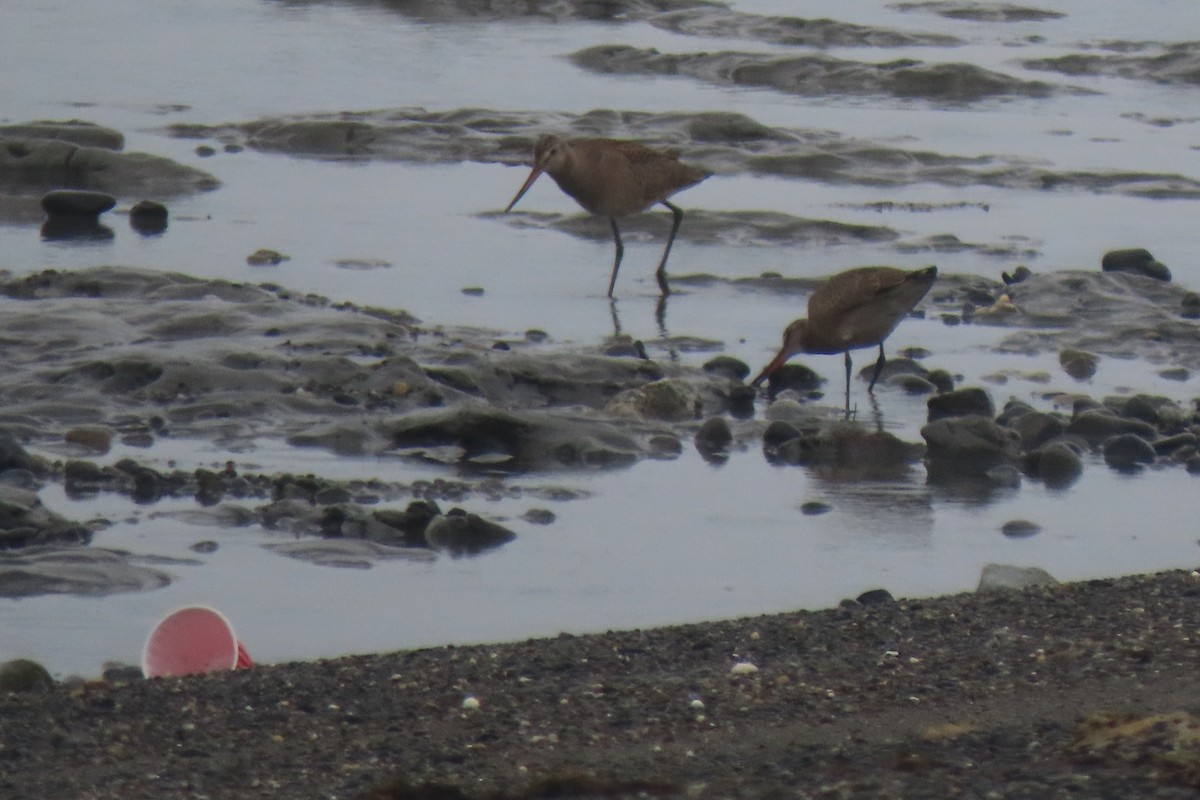 Hudsonian Godwit - ML622684669