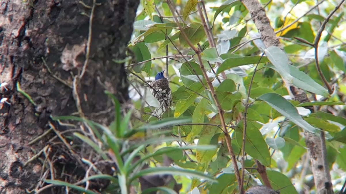 Black-naped Monarch - ML622684689