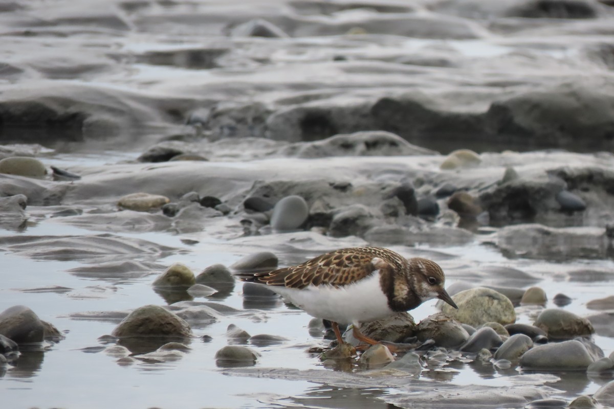 Ruddy Turnstone - ML622684691