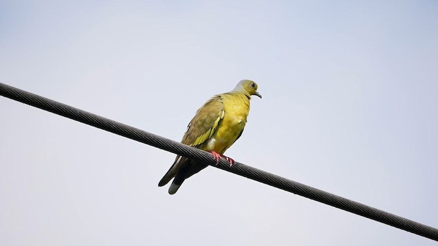 Orange-breasted Green-Pigeon - ML622684715