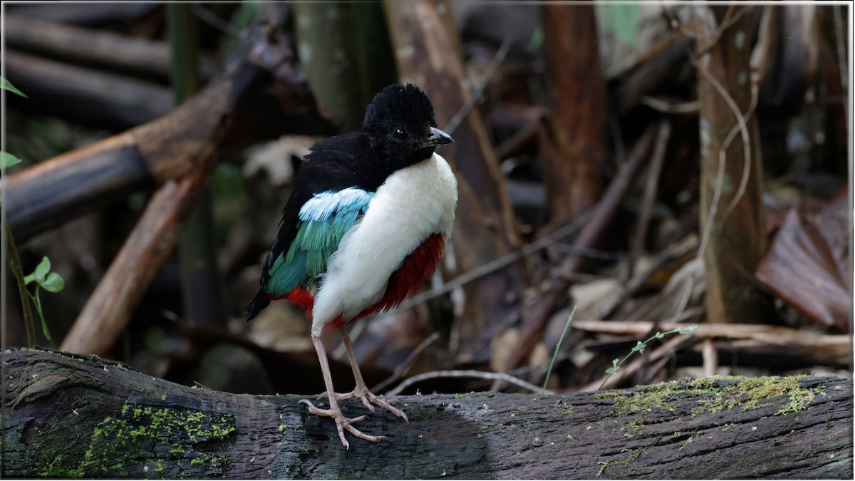 Ivory-breasted Pitta - Joey Tsou