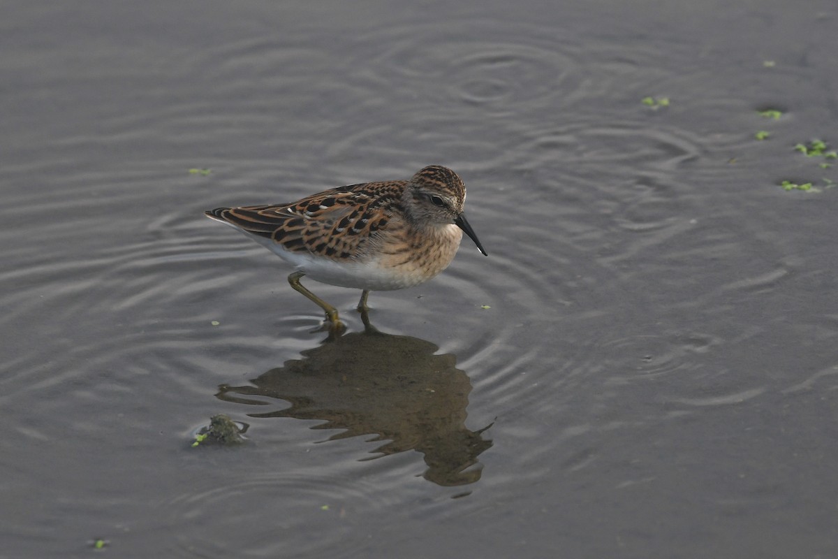 Least Sandpiper - ML622684756