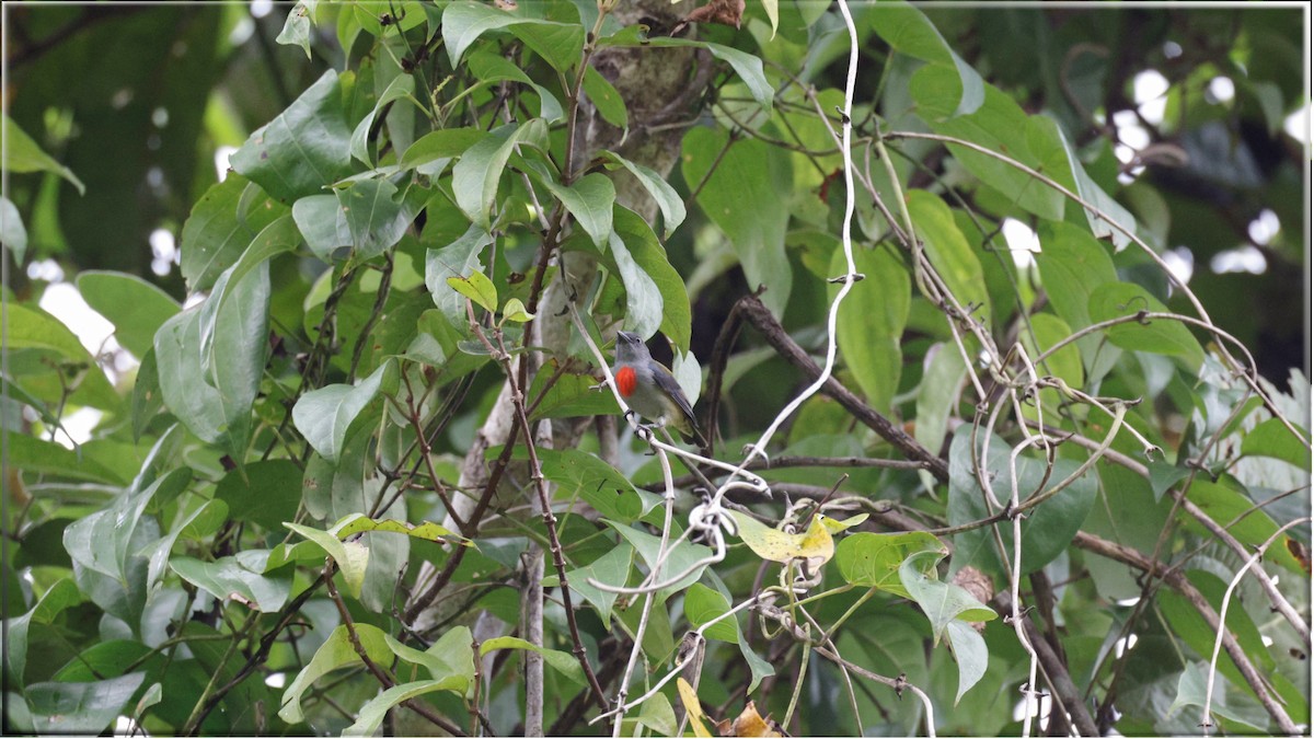 Halmahera Flowerpecker - ML622684760