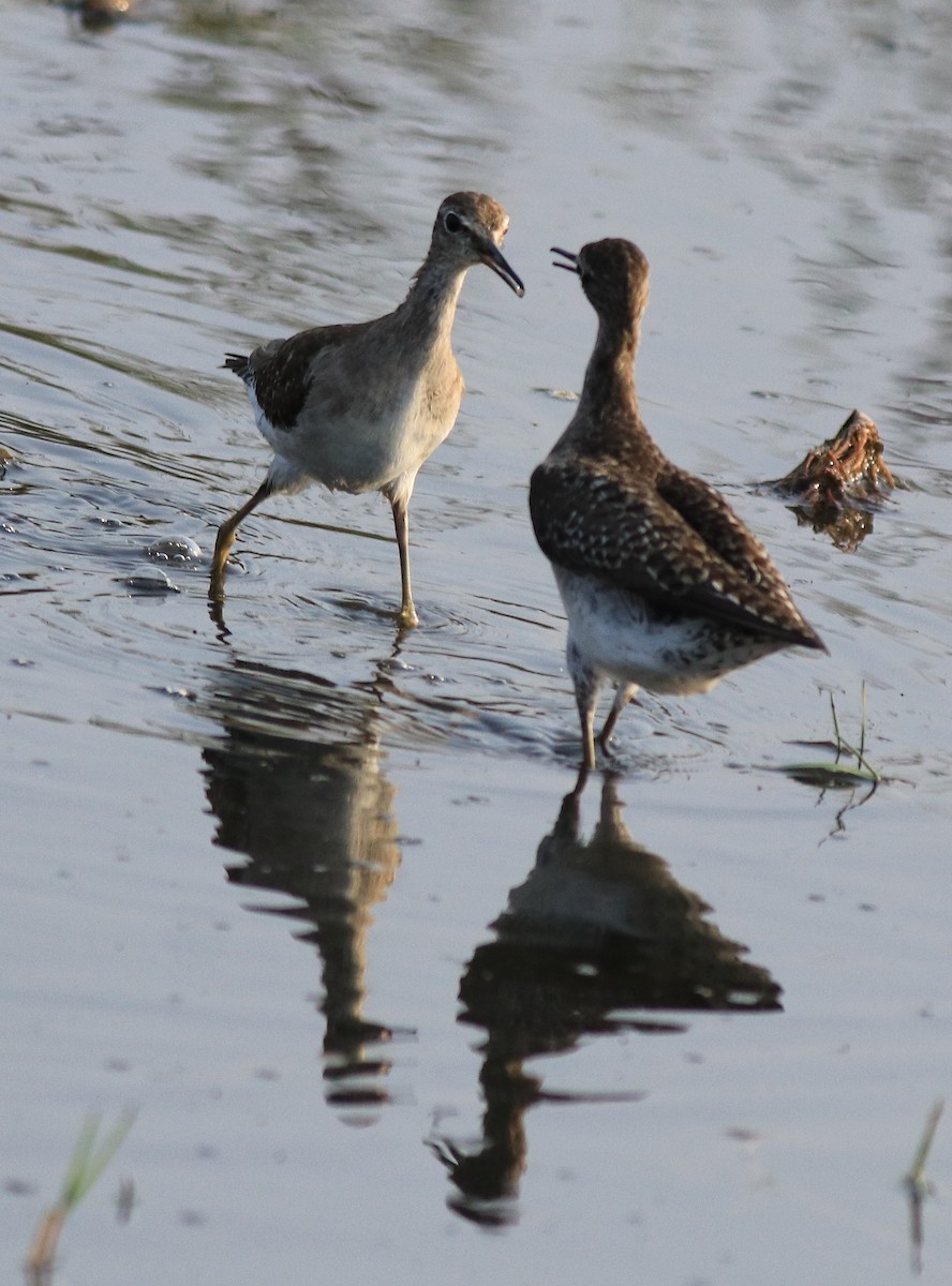 Wood Sandpiper - Afsar Nayakkan