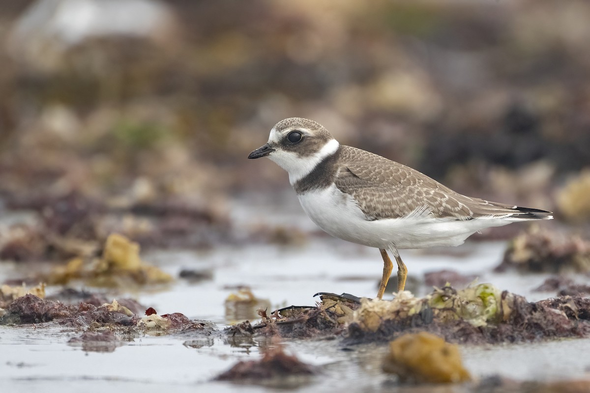 Semipalmated Plover - Davey Walters