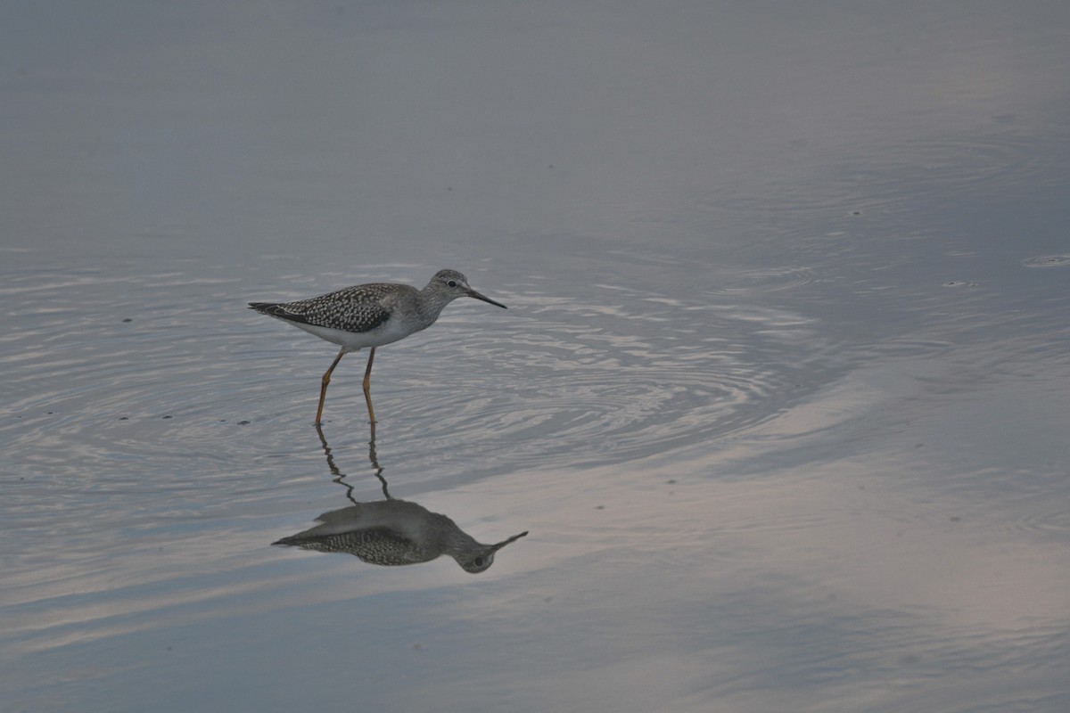 Lesser Yellowlegs - ML622684772