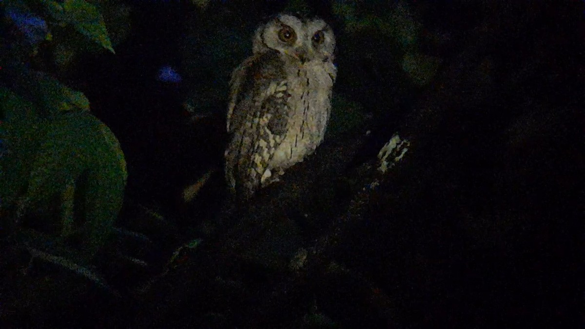 Indian Scops-Owl - ML622684796