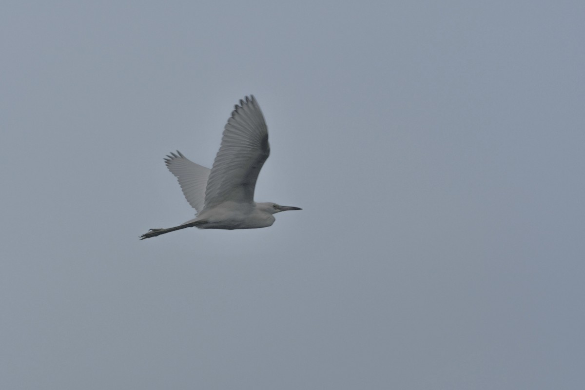 Little Blue Heron - ML622684805