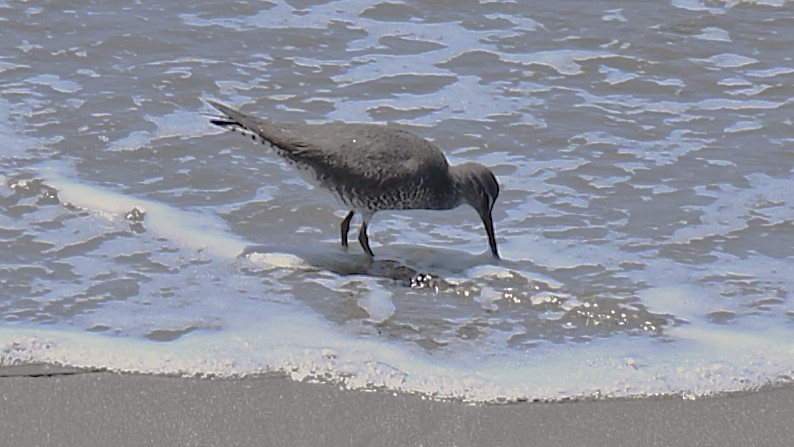 Wandering Tattler - Terry Herdman