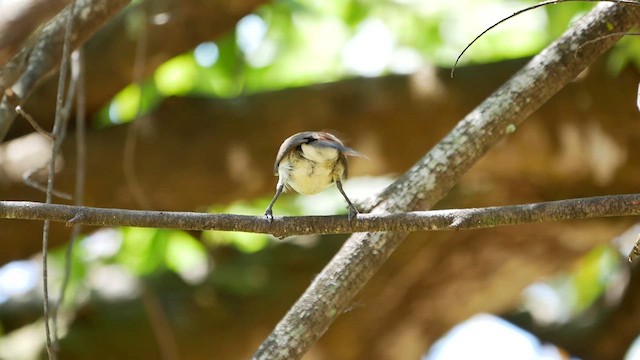 クリムネタイヨウチョウ - ML622684831
