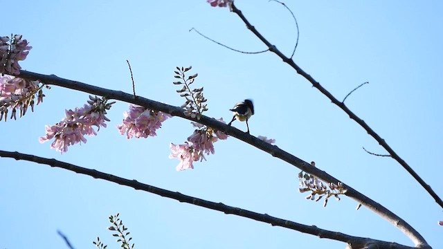 Loten's Sunbird - ML622684859