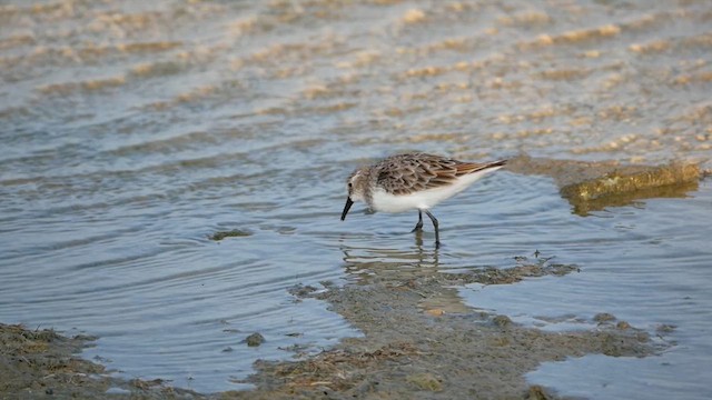 Little Stint - ML622684876