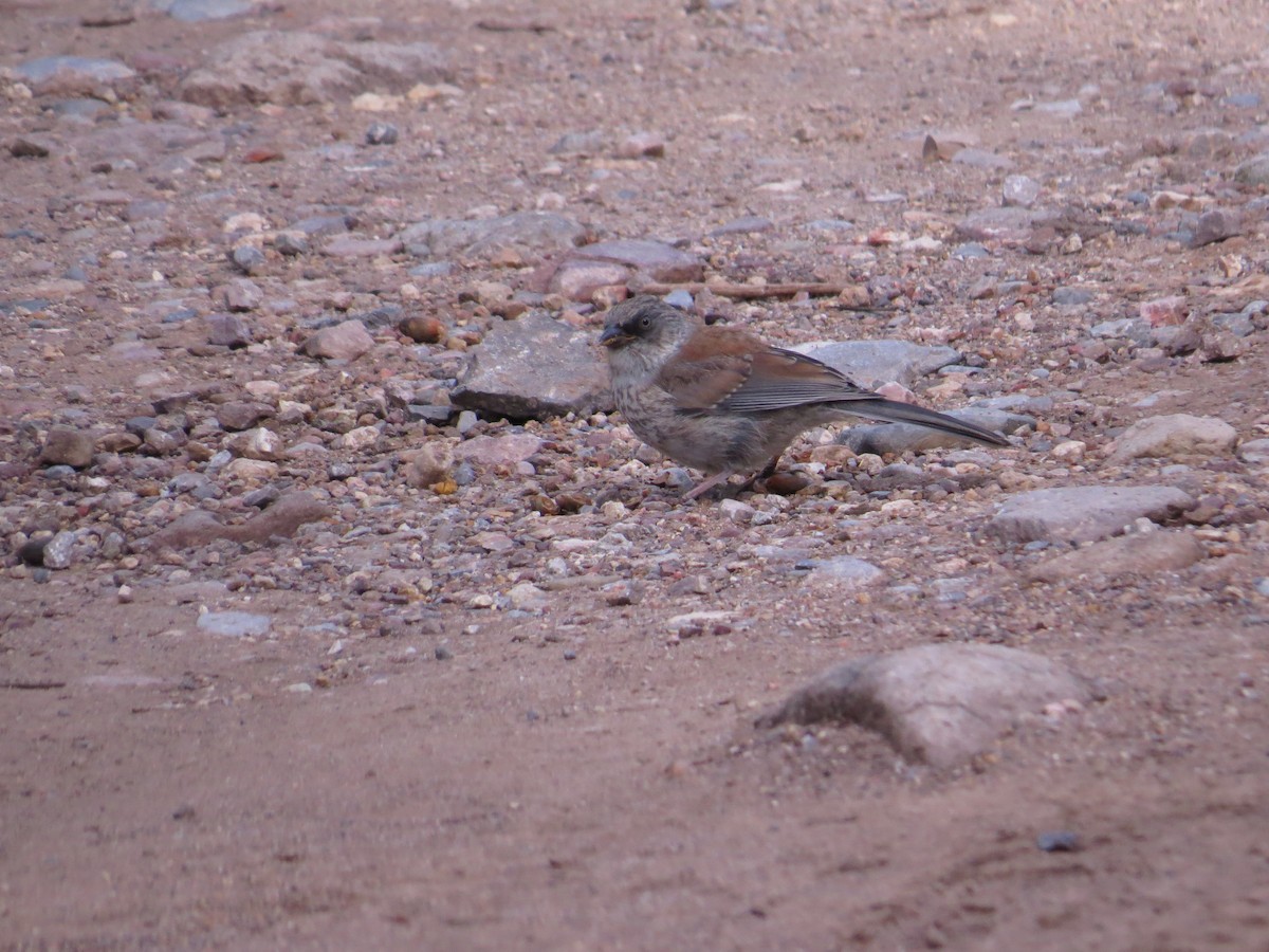 Yellow-eyed Junco - ML622684943