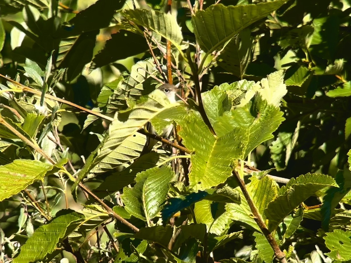 Alder Flycatcher - ML622684992