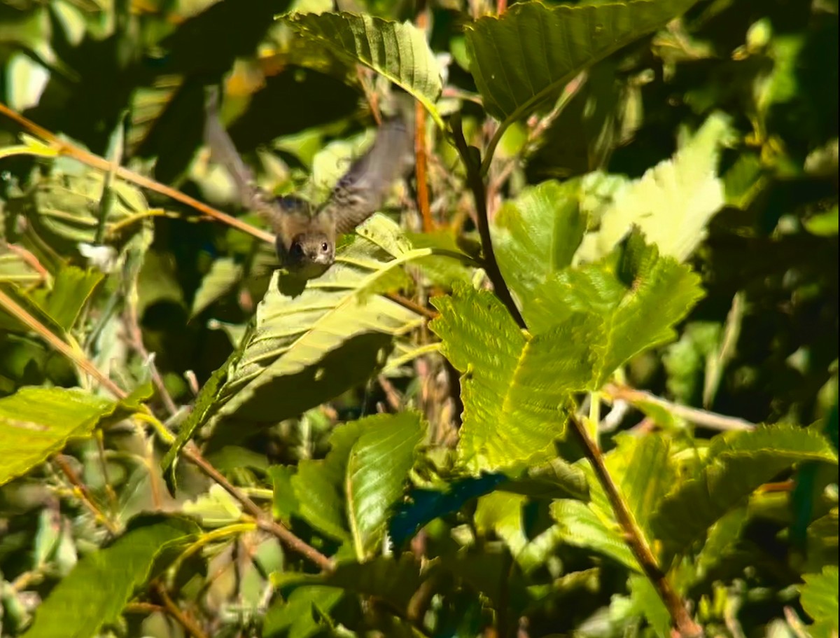 Alder Flycatcher - ML622684993