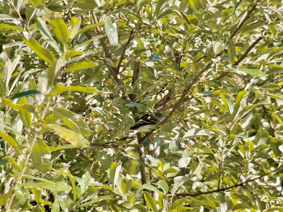 Alder Flycatcher - ML622684994