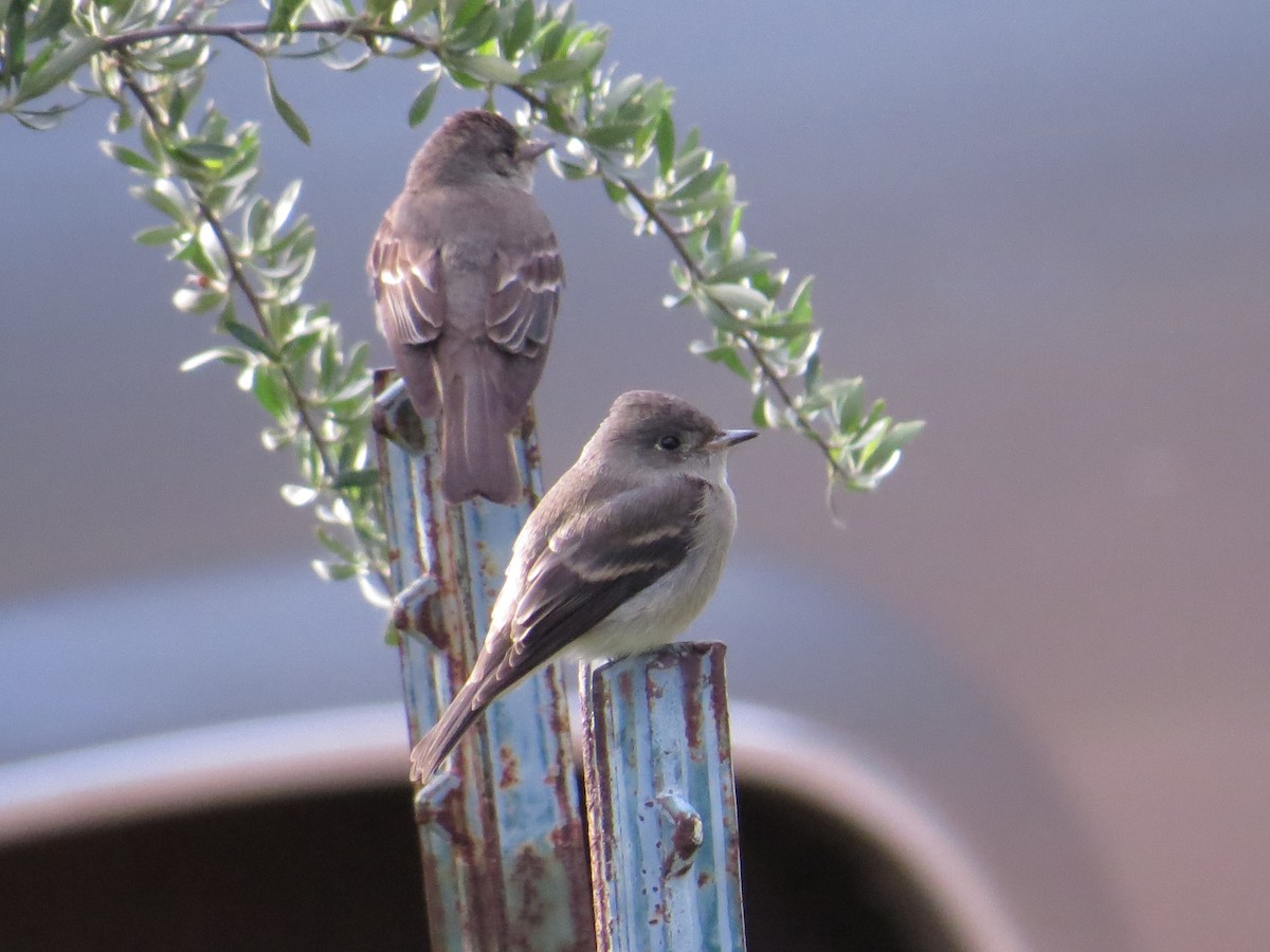 new world flycatcher sp. - ML622685001