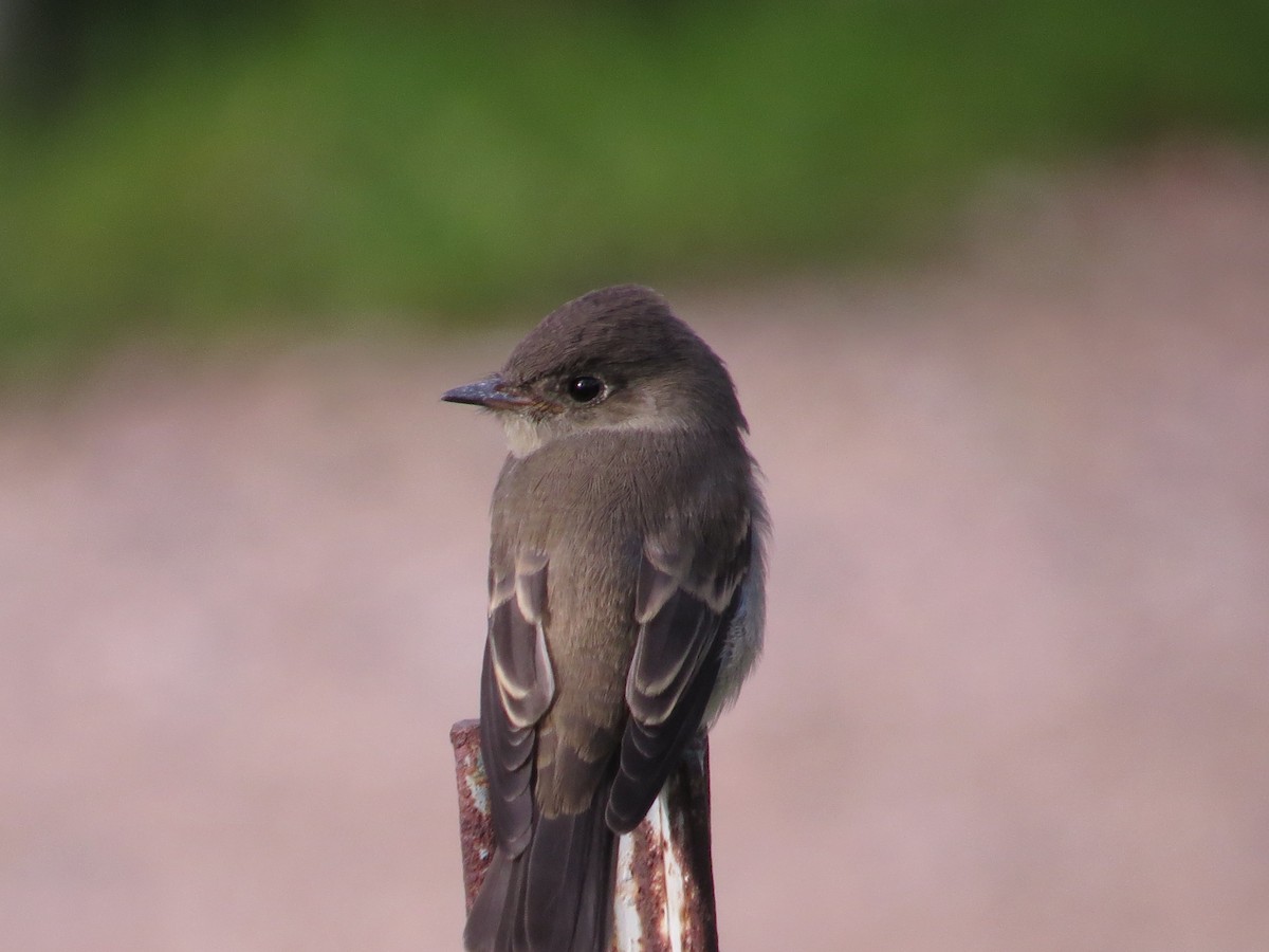 ub. tyrann (Tyrannidae sp.) - ML622685004