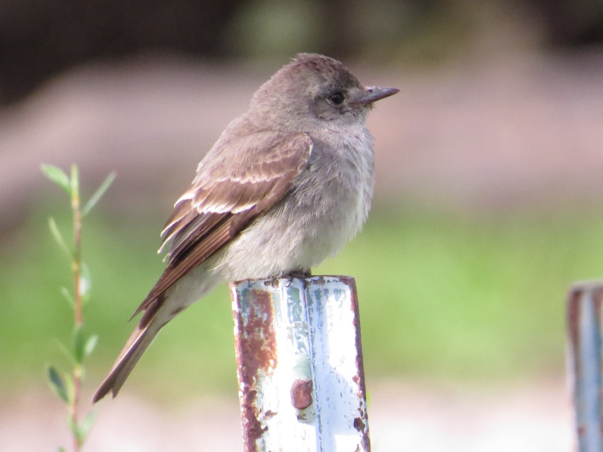 new world flycatcher sp. - ML622685006