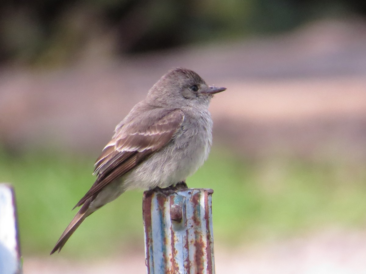 new world flycatcher sp. - ML622685008