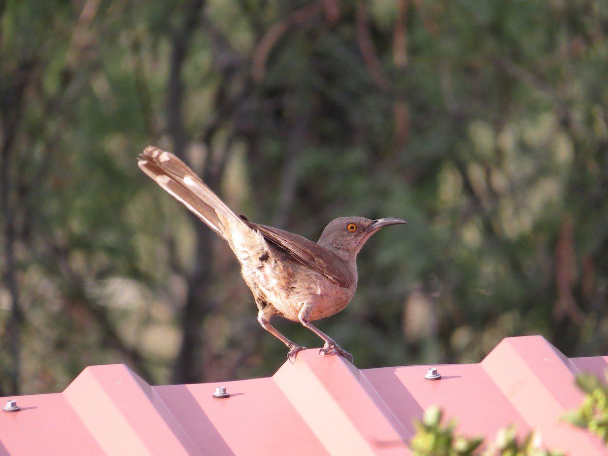 Curve-billed Thrasher - ML622685042