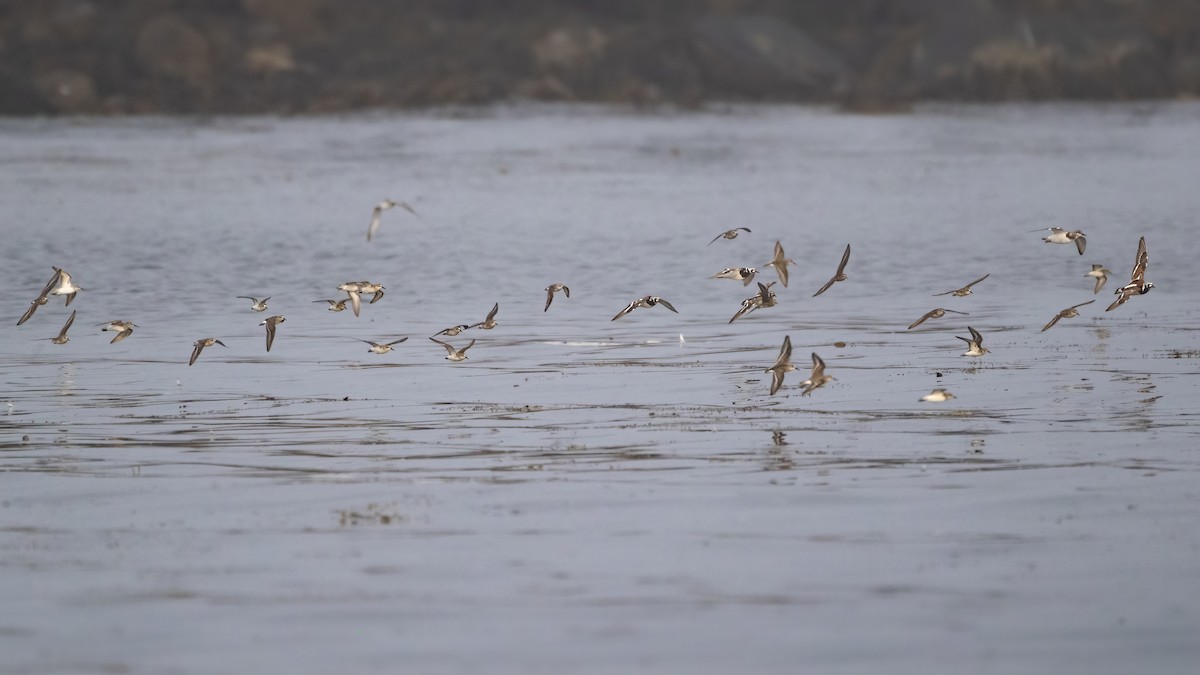 Ruddy Turnstone - ML622685095