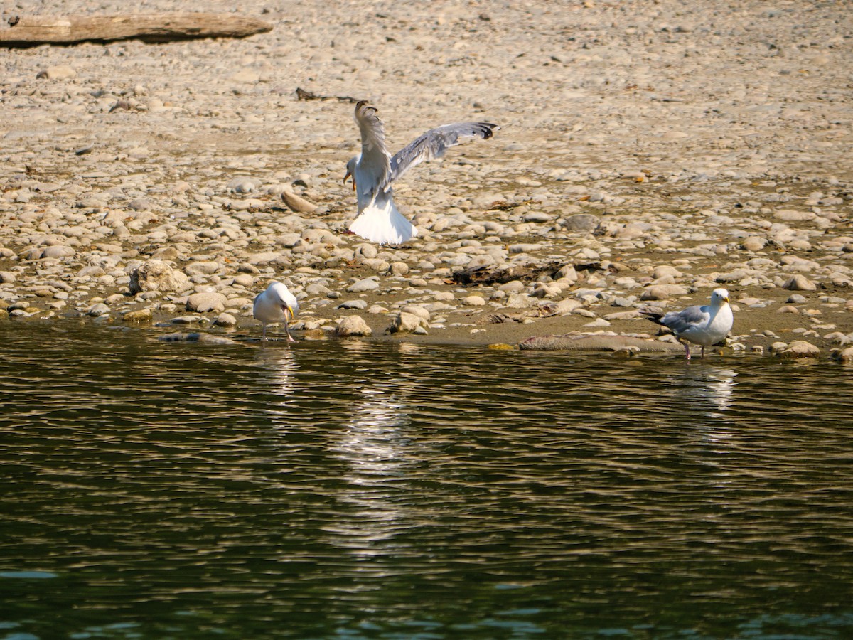 American Herring Gull - ML622685120