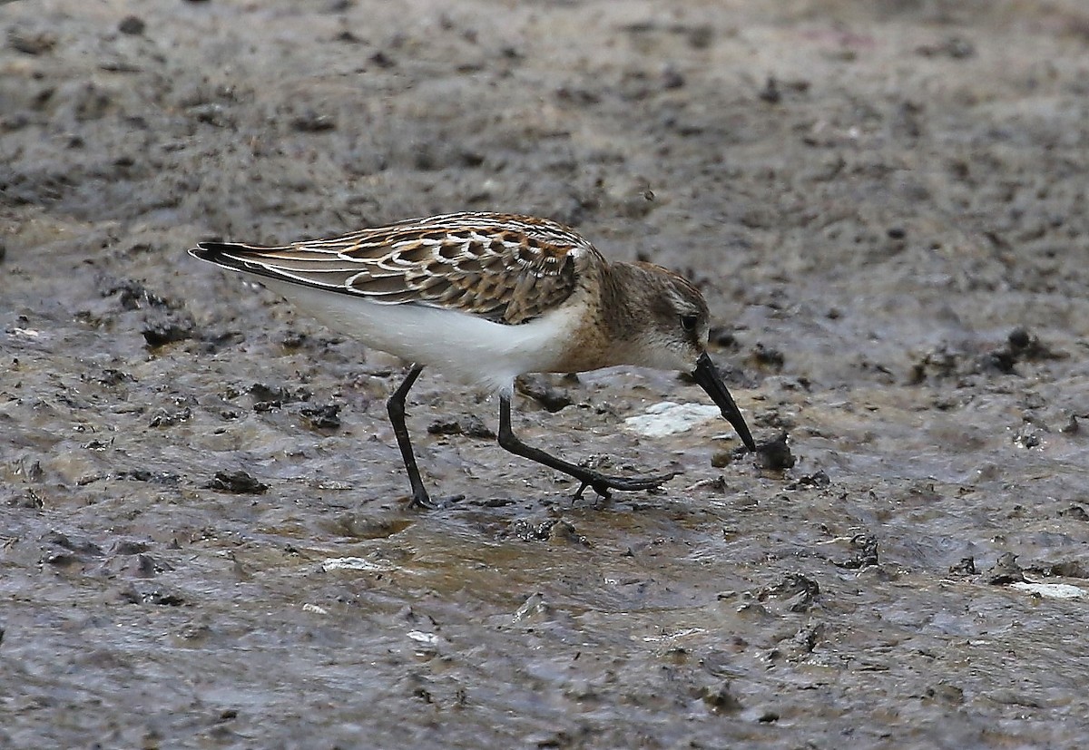 Western Sandpiper - John F. Gatchet