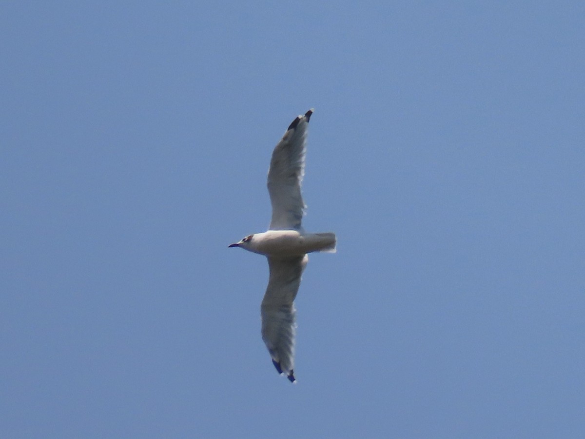 Franklin's Gull - Aaron Pietsch