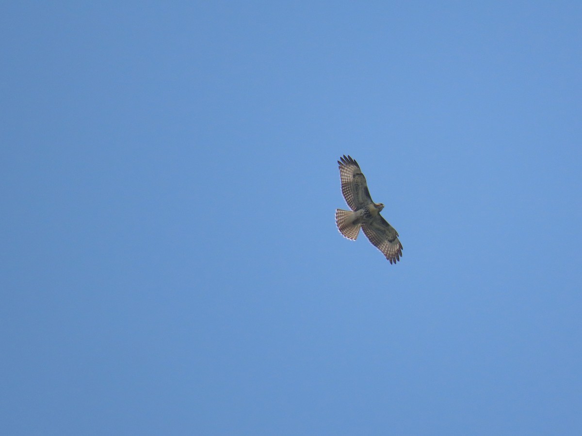 Red-tailed Hawk - Aaron Pietsch