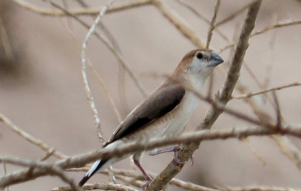 Indian Silverbill - Ismael Khalifa