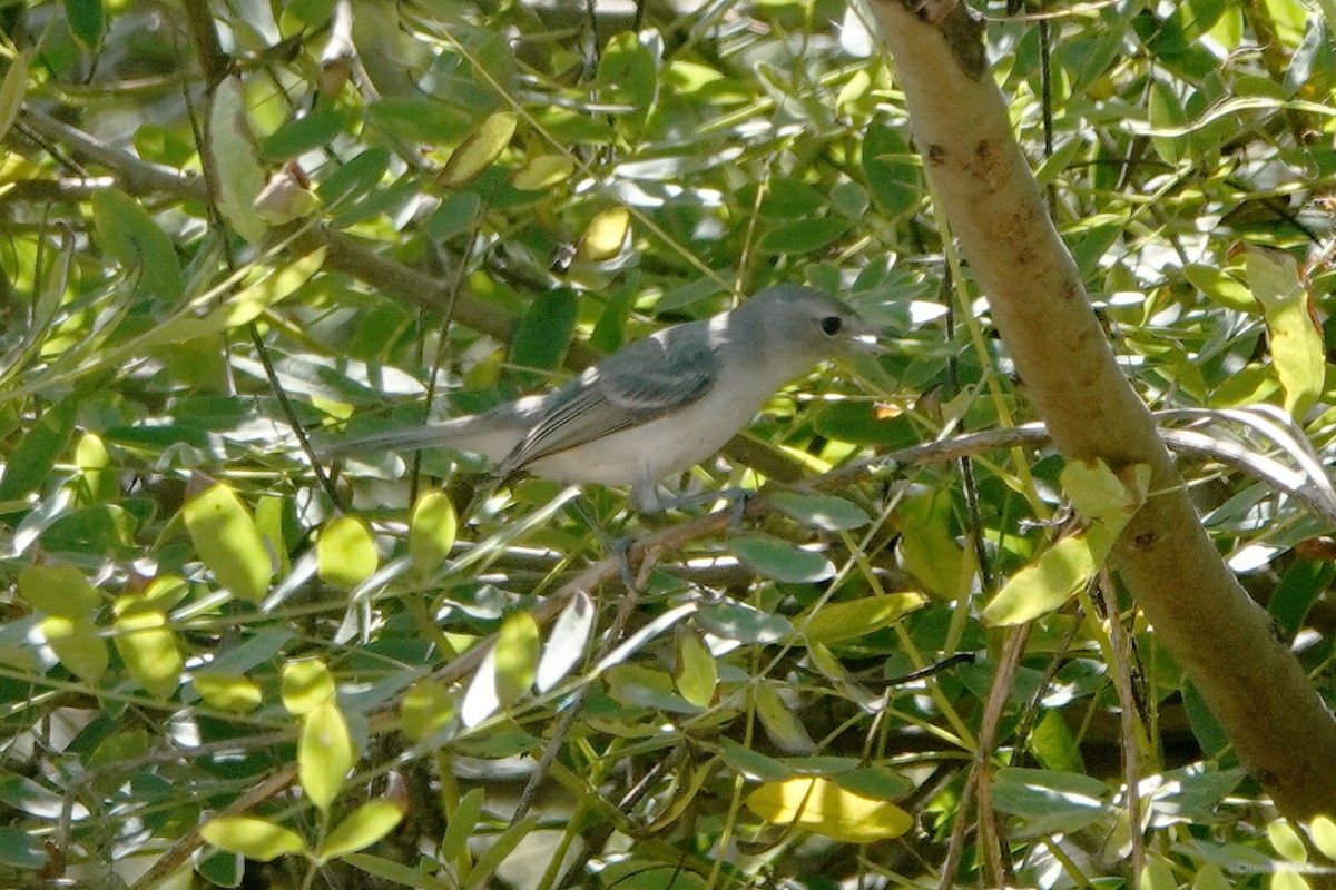 Bell's Vireo - Steve Neely