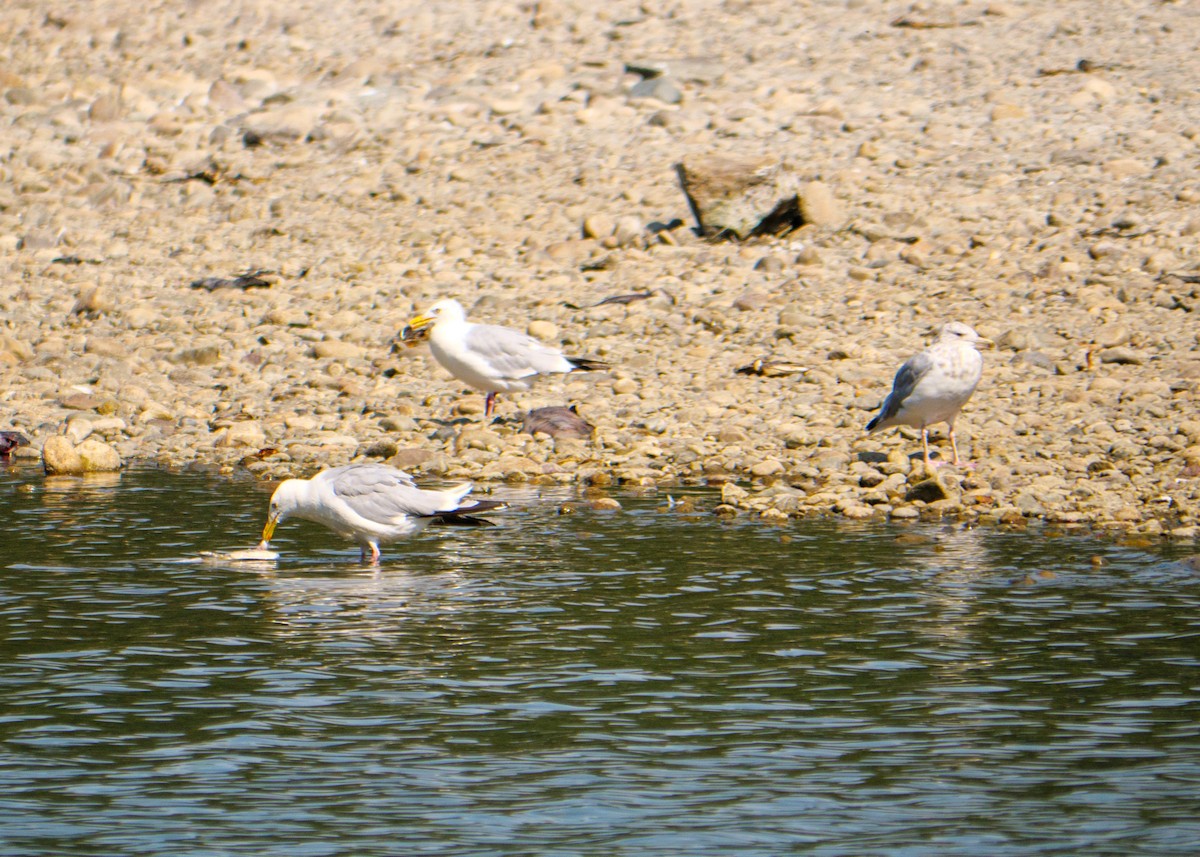 American Herring Gull - ML622685248