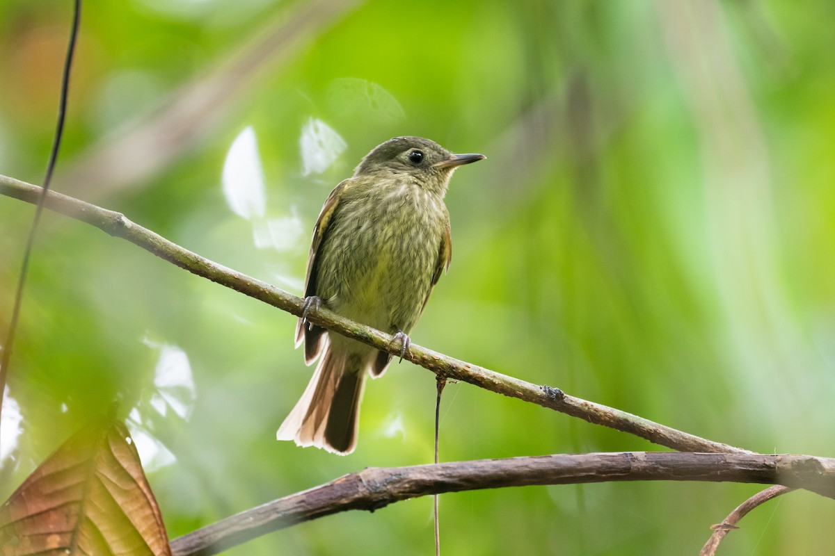 Olive-striped Flycatcher - ML622685305