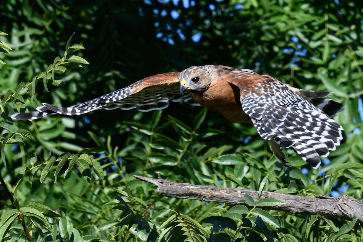 Red-shouldered Hawk - Mike Beggs